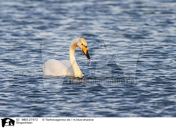 Singschwan / whooper swan / MBS-27972