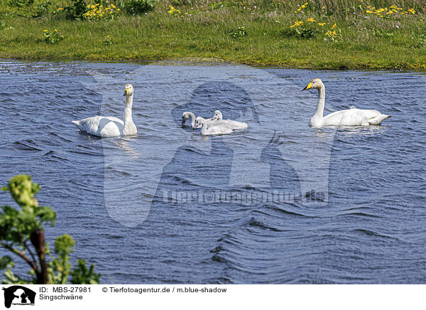 Singschwne / whooper swans / MBS-27981