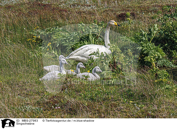 Singschwne / whooper swans / MBS-27983