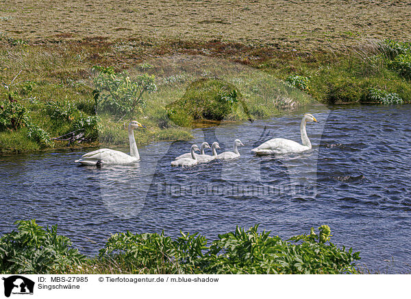 Singschwne / whooper swans / MBS-27985