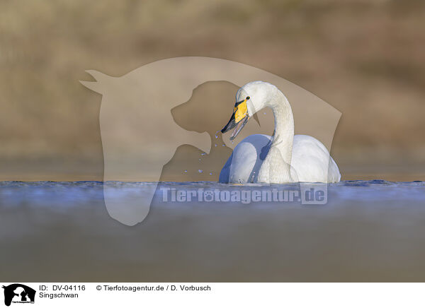 Singschwan / whooper swan / DV-04116