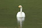 Singschwan