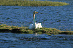 Singschwan