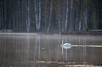 schwimmender Singschwan