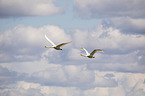 fliegende Singschwne