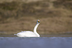 Singschwan