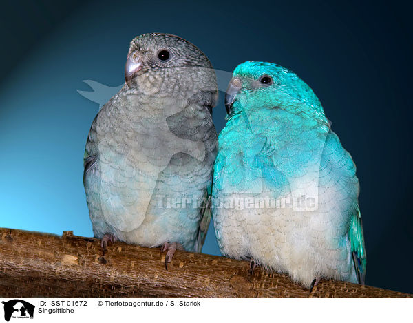 Singsittiche / SST-01672