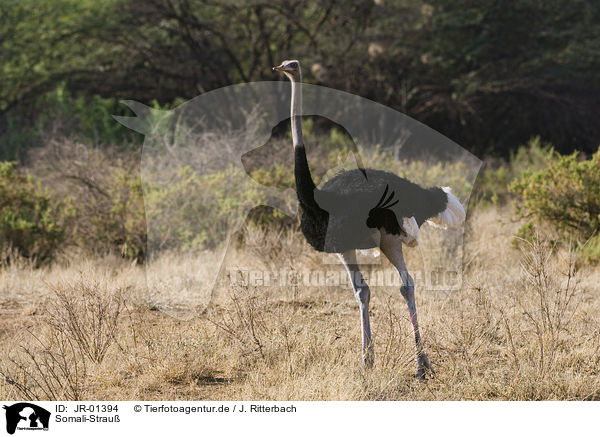 Somali-Strau / somali ostrich / JR-01394
