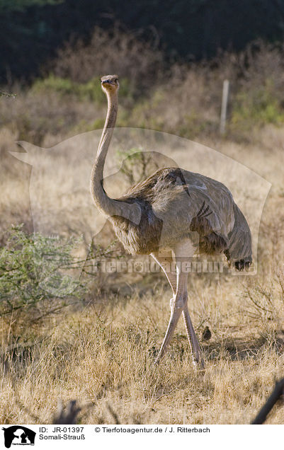 Somali-Strau / somali ostrich / JR-01397