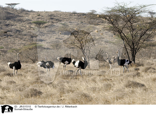 Somali-Straue / ostrichs / JR-01510