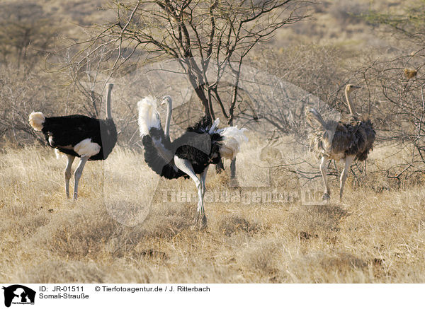 Somali-Straue / ostrichs / JR-01511