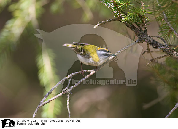 Sommergoldhhnchen / firecrest / SO-01622