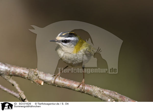 Sommergoldhhnchen / firecrest / SO-01626