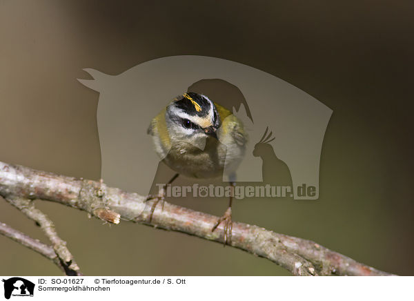 Sommergoldhhnchen / firecrest / SO-01627