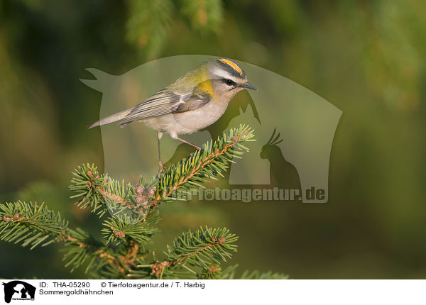 Sommergoldhhnchen / THA-05290