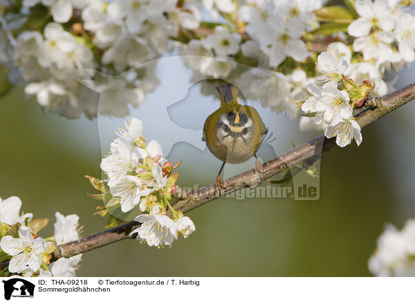 Sommergoldhhnchen / common firecrest / THA-09218