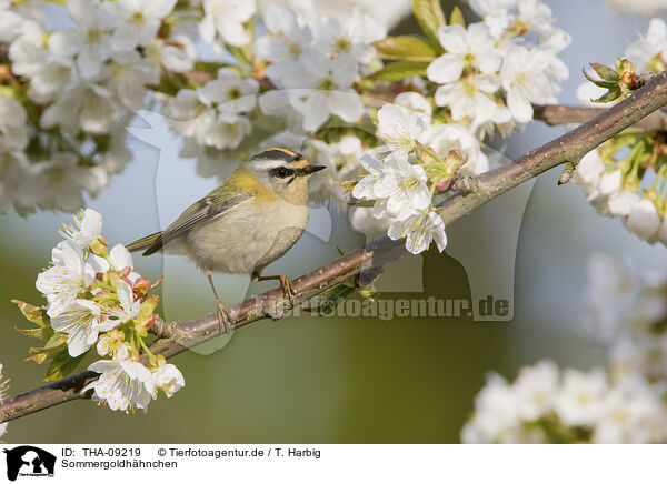 Sommergoldhhnchen / common firecrest / THA-09219