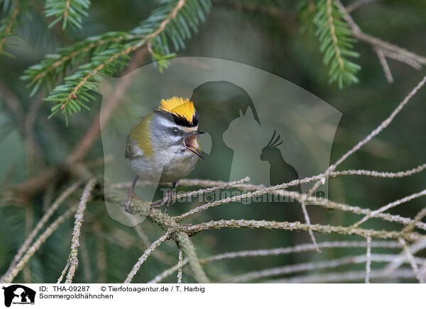 Sommergoldh�hnchen / common firecrest / THA-09287