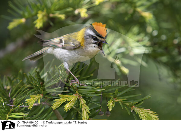 Sommergoldh�hnchen / common firecrest / THA-09400
