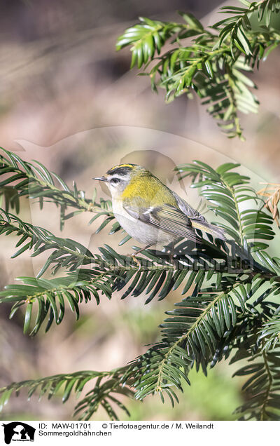 Sommergoldhhnchen / common firecrest / MAW-01701
