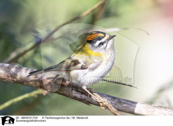 Sommergoldhhnchen / common firecrest / MAW-01704