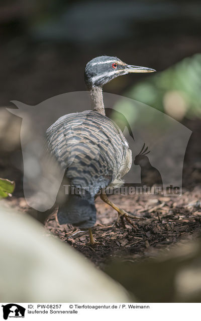 laufende Sonnenralle / walking Sun Bittern / PW-08257