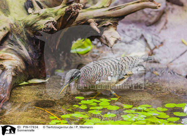 Sonnenralle / sun bittern / PW-17834