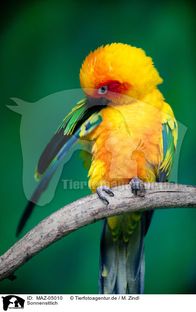 Sonnensittich / sun parakeet / MAZ-05010