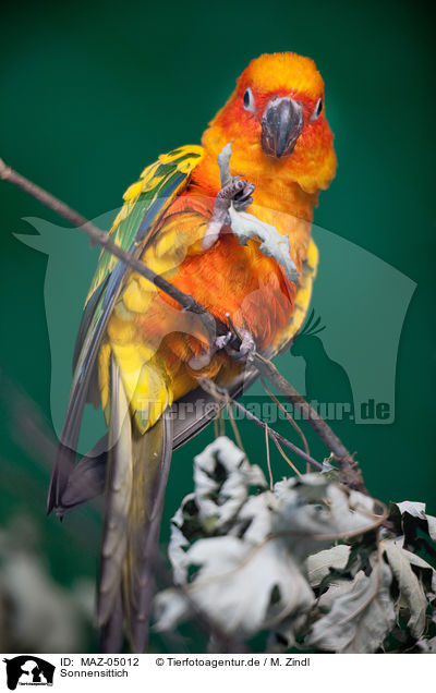 Sonnensittich / sun parakeet / MAZ-05012