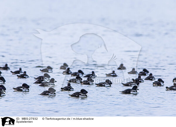 Spatelenten / Barrows golden-eye / MBS-27932