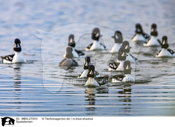 Spatelenten / Barrows golden-eye / MBS-27943