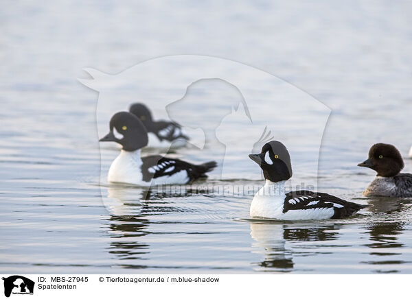 Spatelenten / Barrows golden-eye / MBS-27945