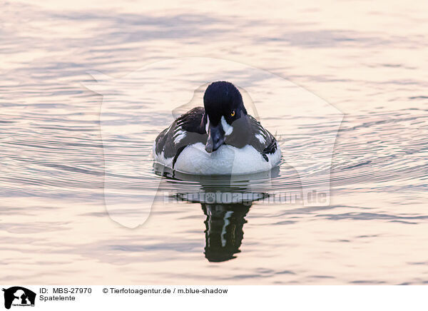 Spatelente / Barrows golden-eye / MBS-27970