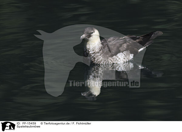 Spatelraubmwe / pomarine jaeger / FF-15459