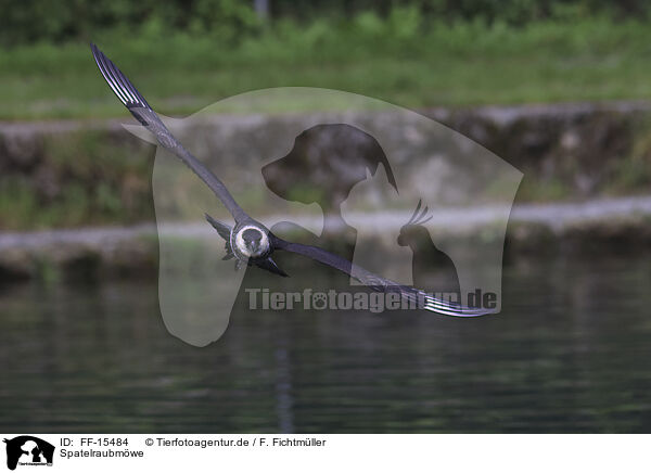 Spatelraubmwe / pomarine jaeger / FF-15484