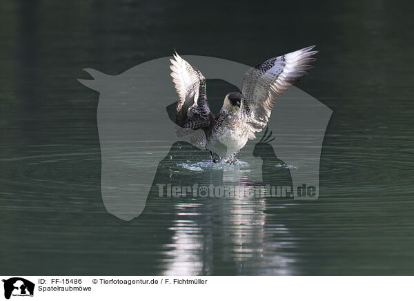 Spatelraubmwe / pomarine jaeger / FF-15486