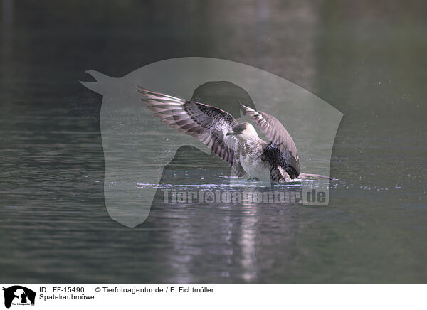 Spatelraubmwe / pomarine jaeger / FF-15490