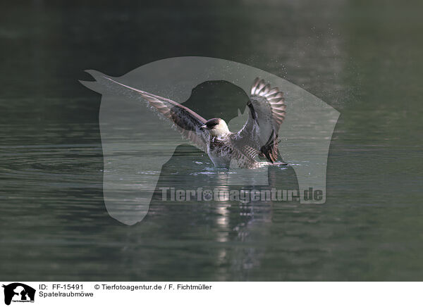 Spatelraubmwe / pomarine jaeger / FF-15491