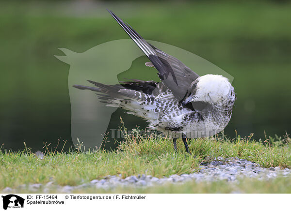 Spatelraubmwe / pomarine jaeger / FF-15494