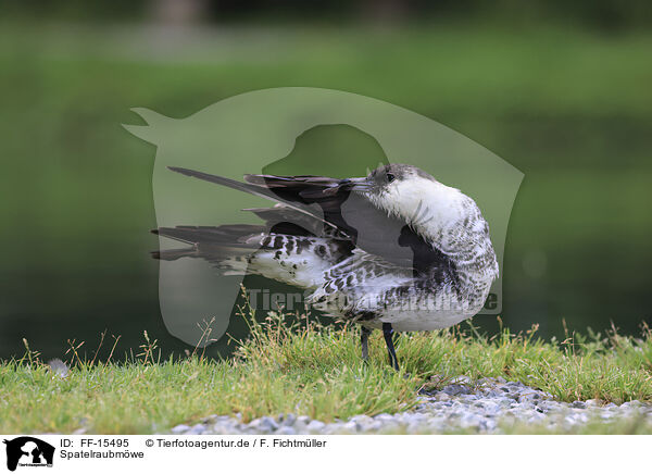 Spatelraubmwe / pomarine jaeger / FF-15495