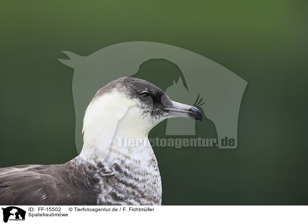 Spatelraubmwe / pomarine jaeger / FF-15502