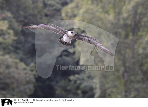 Spatelraubmwe / pomarine jaeger / FF-15508
