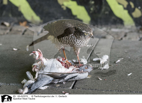 Sperber frisst Taube / Eurasian Sparrowhawk eats pigeon / IG-02570