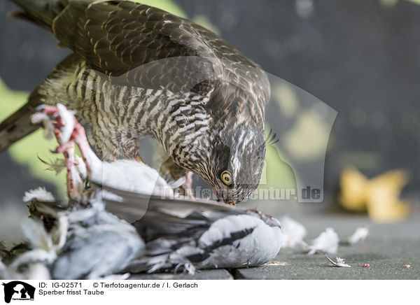 Sperber frisst Taube / Eurasian Sparrowhawk eats pigeon / IG-02571