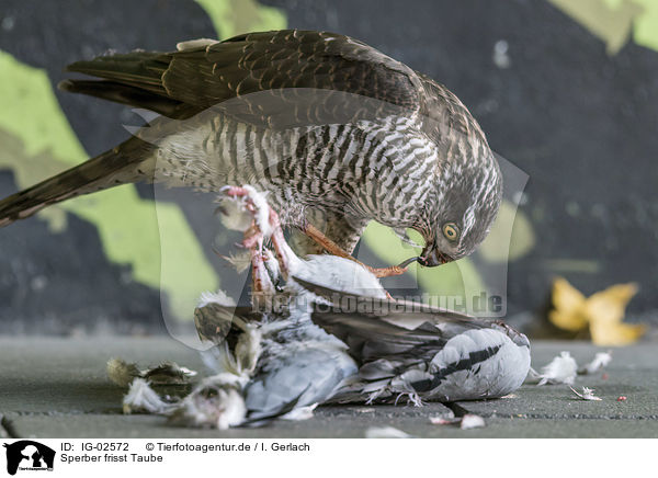 Sperber frisst Taube / Eurasian Sparrowhawk eats pigeon / IG-02572