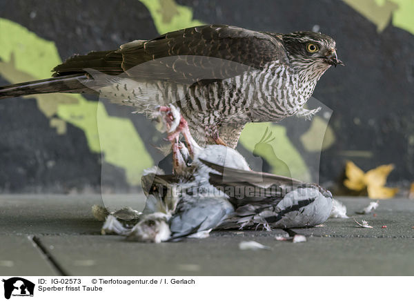 Sperber frisst Taube / Eurasian Sparrowhawk eats pigeon / IG-02573