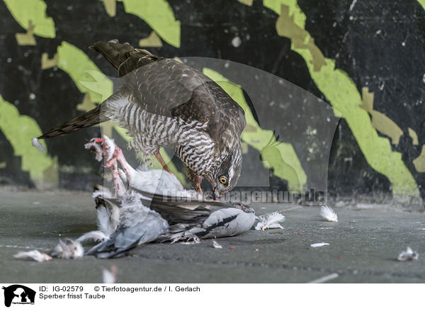 Sperber frisst Taube / Eurasian Sparrowhawk eats pigeon / IG-02579