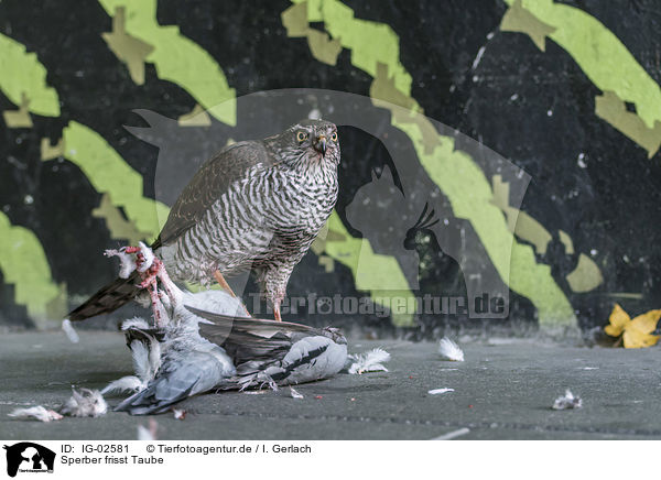 Sperber frisst Taube / Eurasian Sparrowhawk eats pigeon / IG-02581