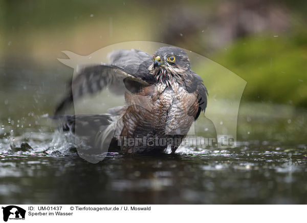 Sperber im Wasser / Eurasian Sparrowhawk in the water / UM-01437
