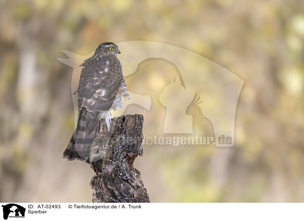 Sperber / Eurasian Sparrowhawk / AT-02493